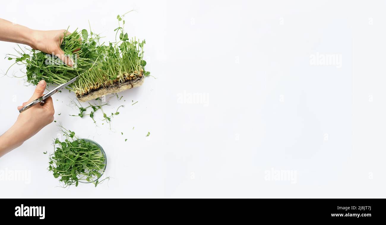 Banner made from Female hands cuts sprouts of green microgreen peas from seeds and roots with metal scissors on white background. The concept healthy eating. Germination of seeds at home. Copy Space Stock Photo