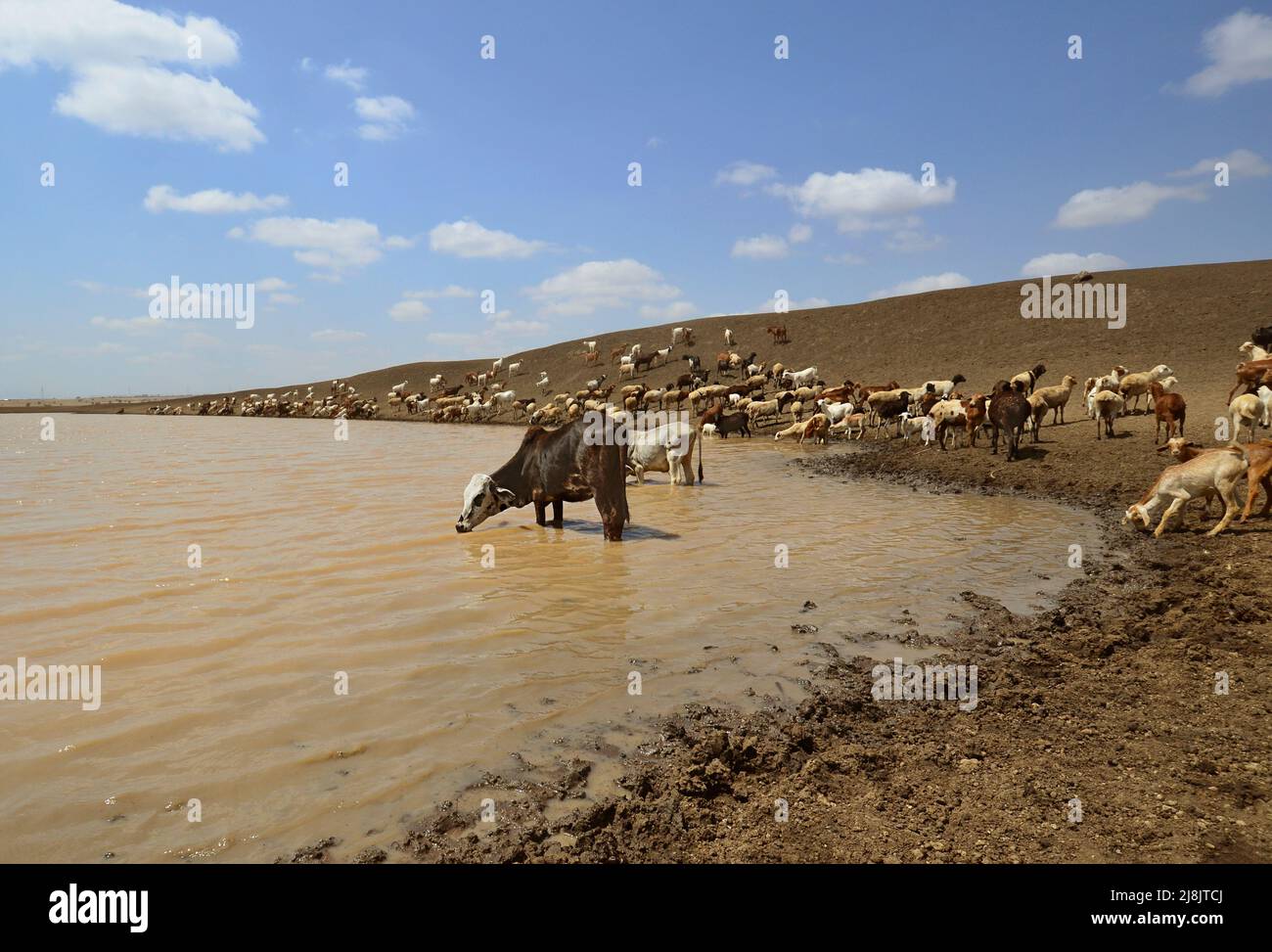 Masai cattle drinking on a water hole during dry season in Tanzania, Africa Stock Photo