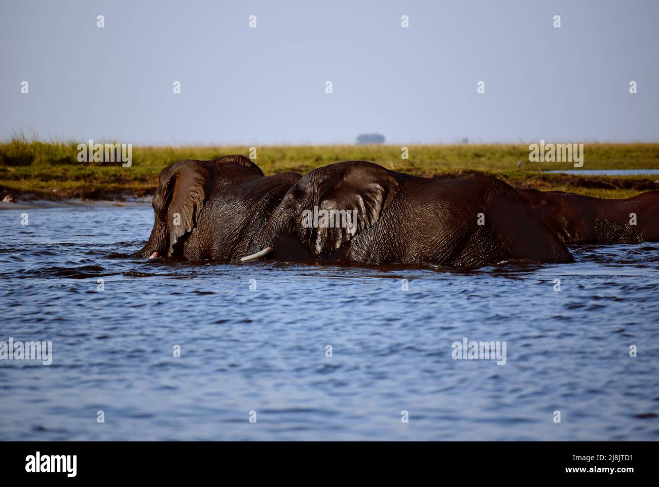 Close up view of african elephants swimming across the Chobe River. Chobe National Park,  Botswana, Africa Stock Photo