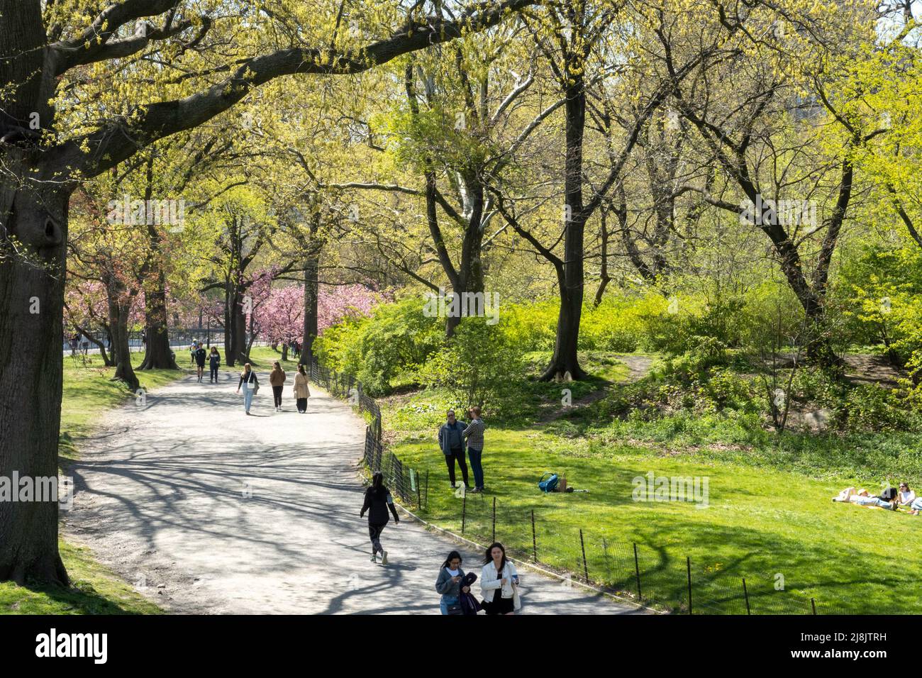 Central Park is a beautiful oasis in springtime, New York City, USA