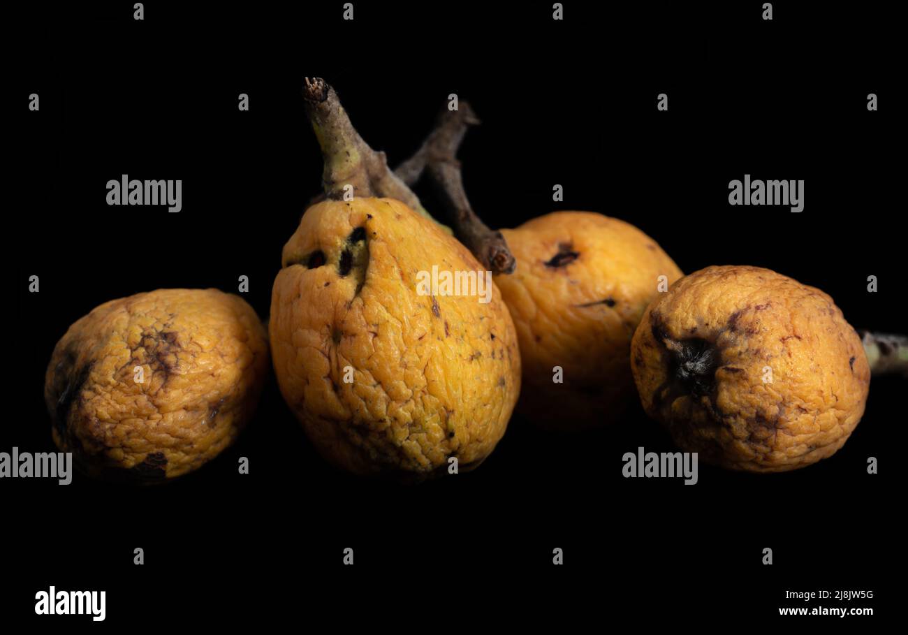 Close-up of old medlars lying side by side against dark background. The medlars are wrinkled and dry. Stock Photo