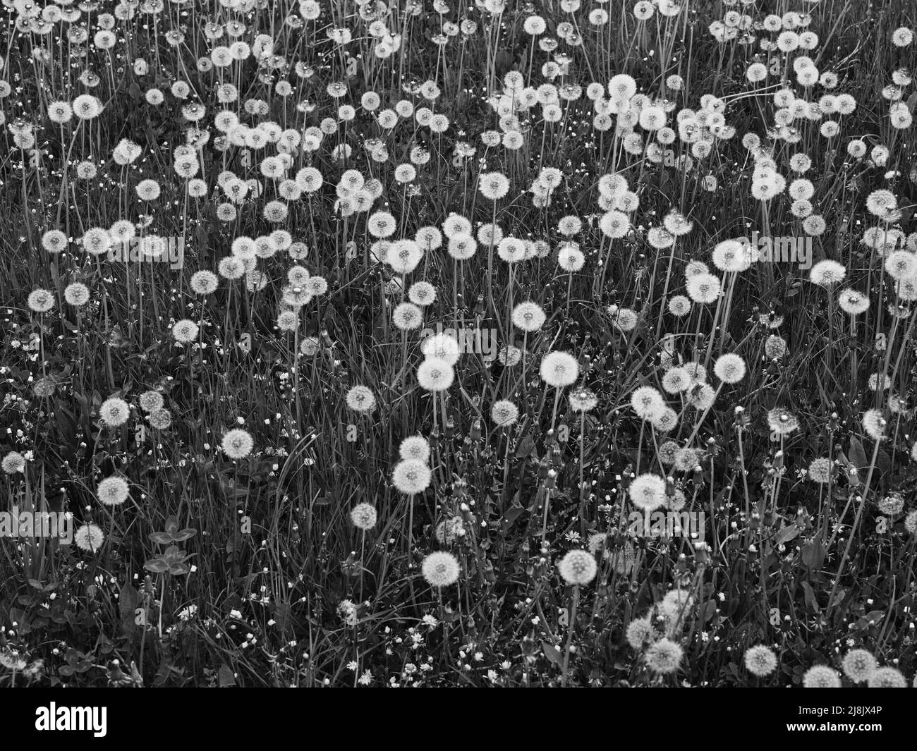 A meadow full of white dandelion heads in black and white Stock Photo ...