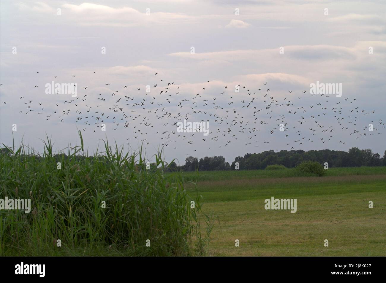 Górsko, Wielkopolska, Großpolen, Greater Poland, Polen, Polska, A small flock of birds over the meadow. Ein kleiner Vogelschwarm über der Wiese. Stock Photo