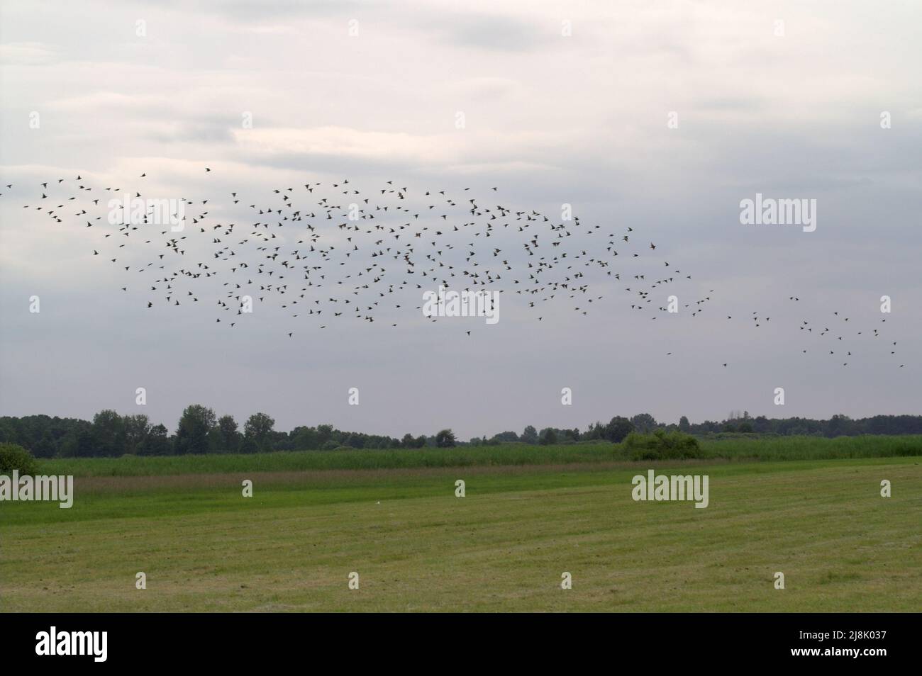 Górsko, Wielkopolska, Großpolen, Greater Poland, Polen, Polska, A small flock of birds over the meadow. Ein kleiner Vogelschwarm über der Wiese. Stock Photo
