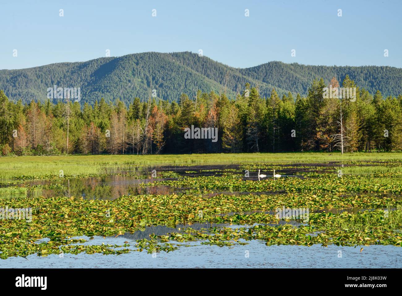 A pair of trumpeter swans glide across Swan Lake, Island Park, Fremont County, Idaho, USA. Wildlife Scenic. Stock Photo
