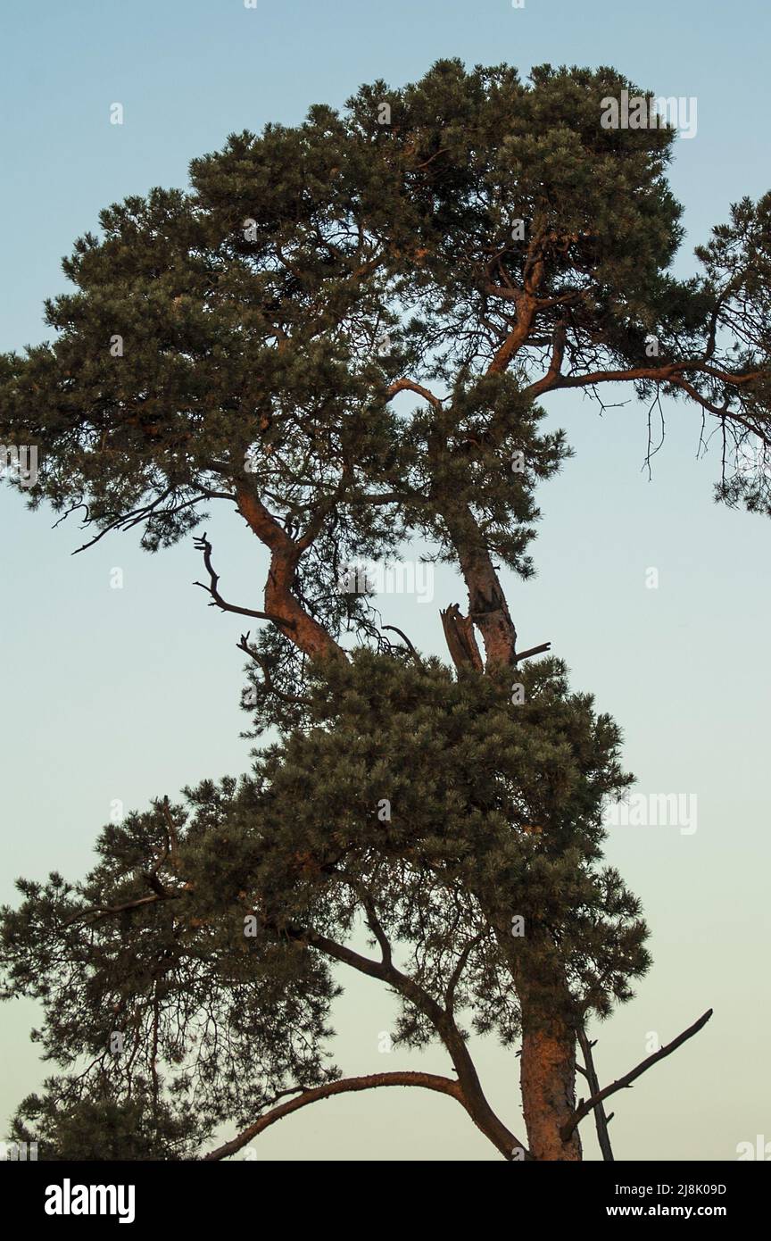 Nowe Miasto nad Wartą, Wielkopolska, Großpolen, Greater Poland, Polen, Polska, A huge, spreading pine against the background of the evening sky. Sosna Stock Photo