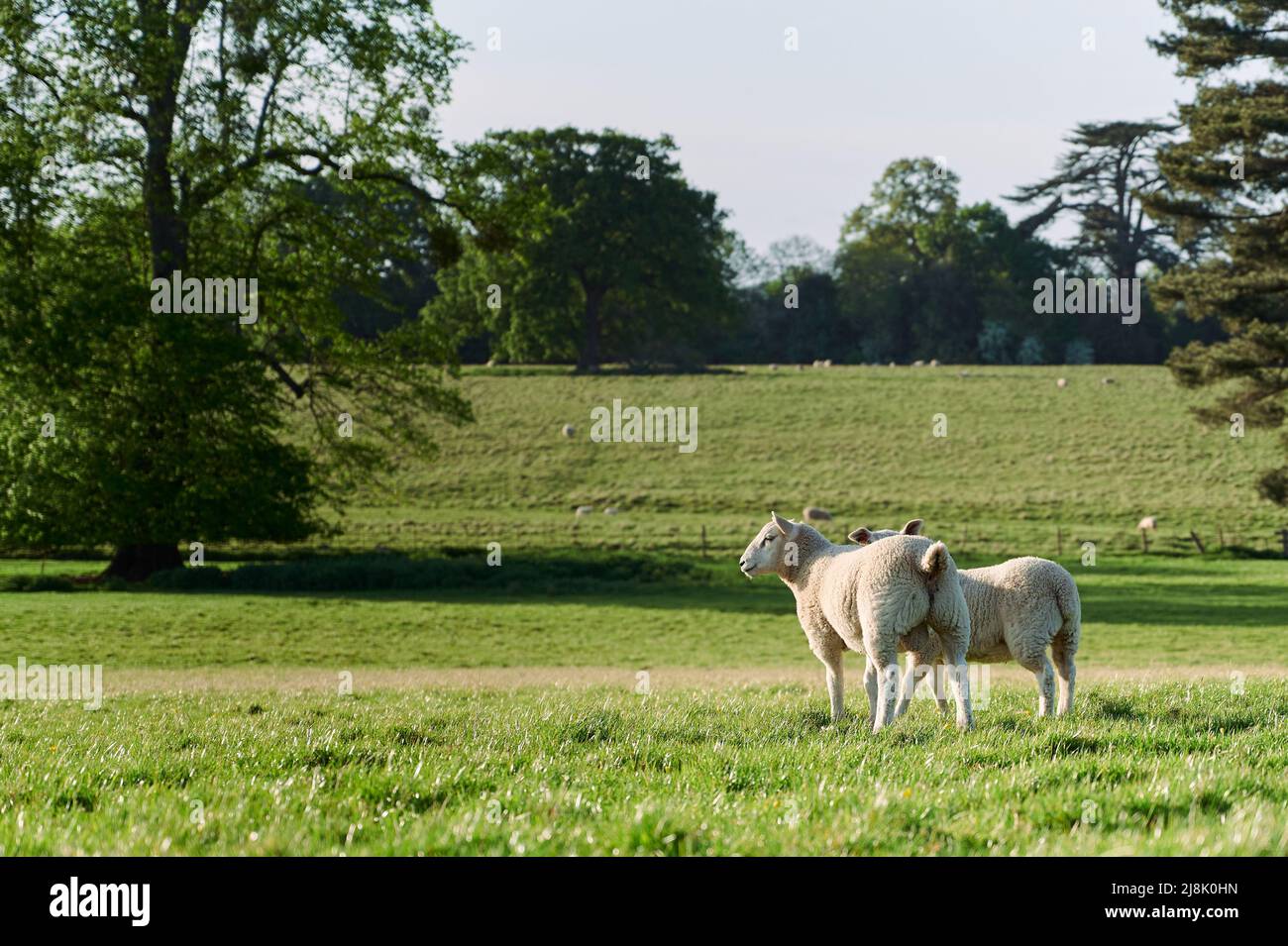 2 sheep in green field with blue sky on summers day with trees in ...
