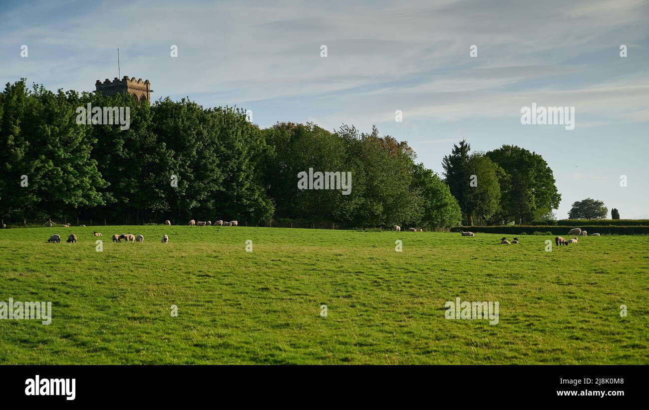 top of church tower over row of trees with green field with some sheep Stock Photo