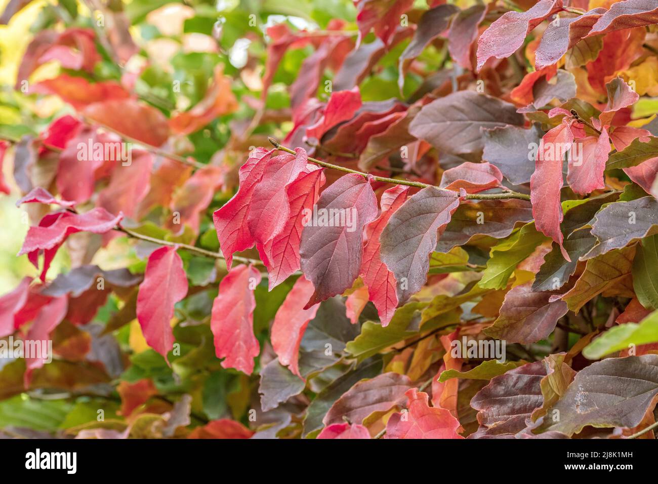 Ironwood, parrotia (Parrotia persica), autumn leaves, Bundesrepublik Deutschland Stock Photo