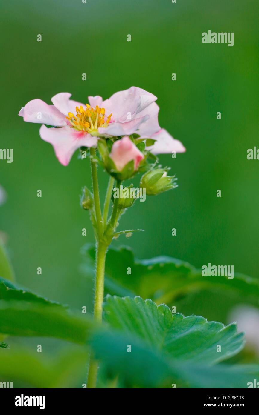 hybrid strawberry, garden strawberry (Fragaria x ananassa, Fragaria ananassa), flower, -Hohenlimburg Stock Photo