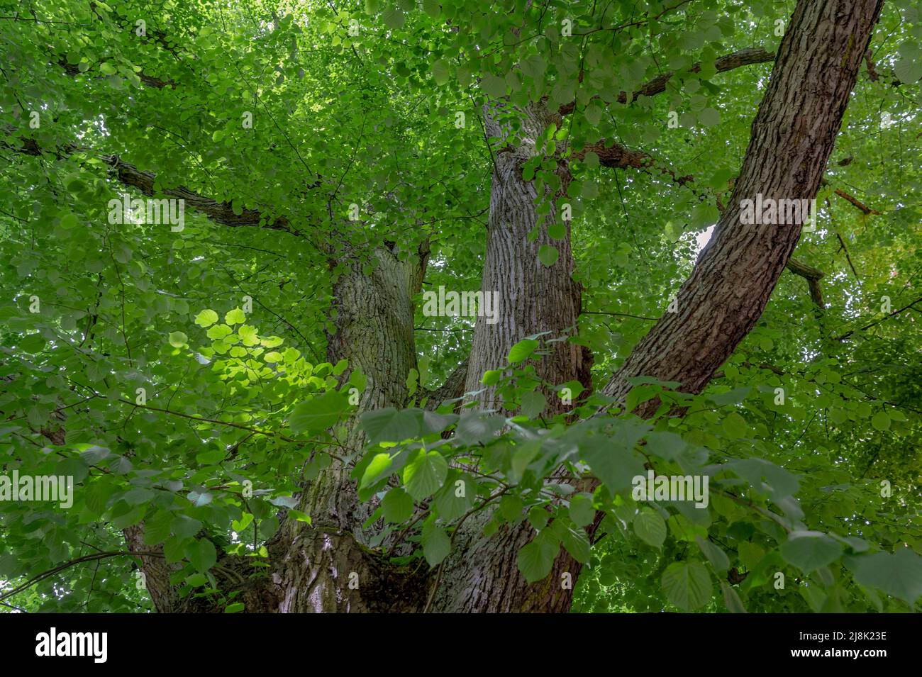 basswood, linden, lime tree (Tilia spec.), Klopstock basswood, basswood next to the Christianskirche and the grave of the poet Klopstock, Germany, Stock Photo