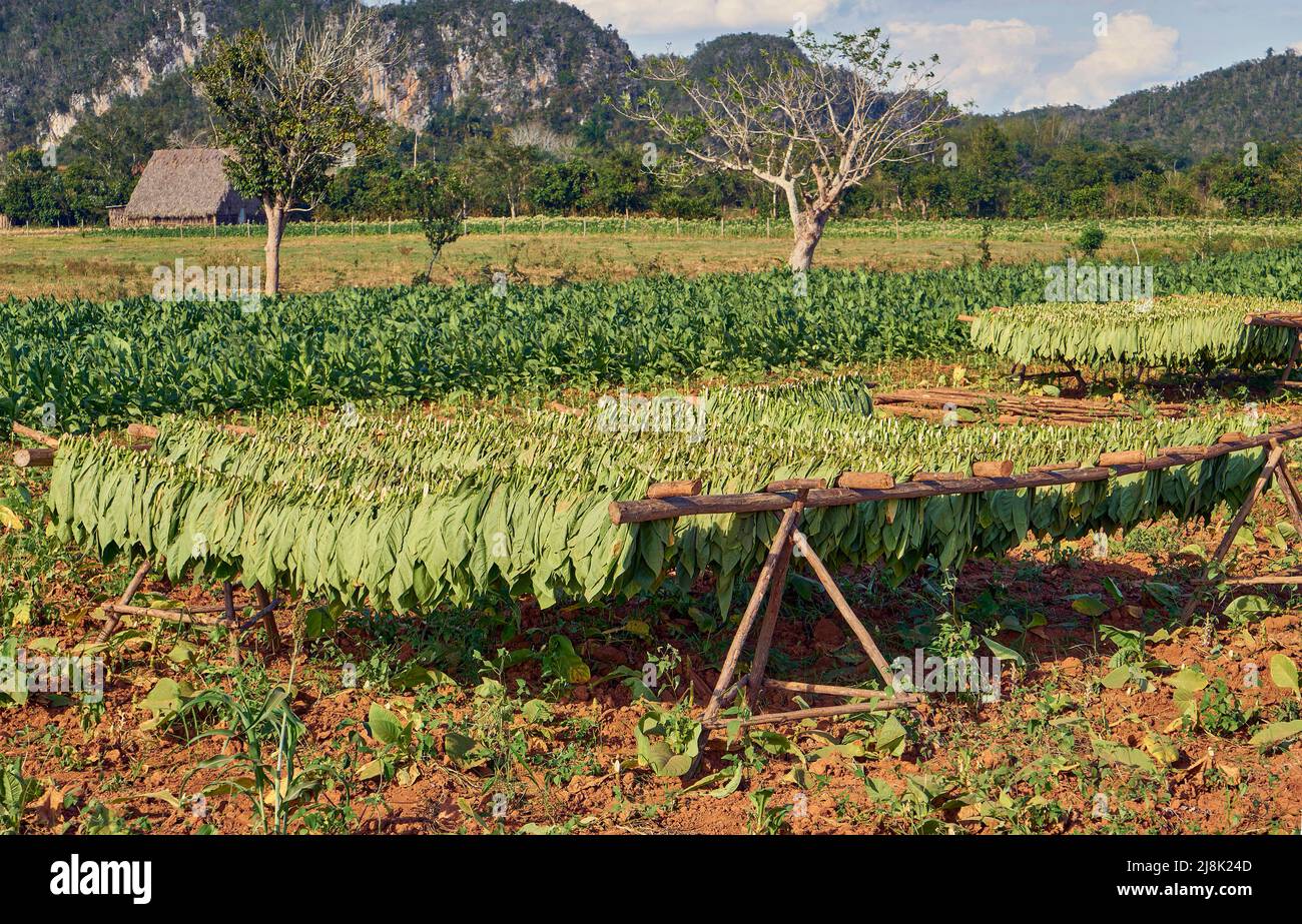 Cultivated Tobacco, Common Tobacco, Tobacco (Nicotiana tabacum), harvesting tobacco in the Vinales valley, harvested leaves were sundried, Cuba, Stock Photo