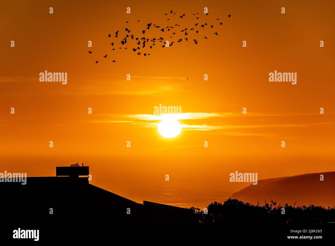 A flock of birds at peak sunsnet, carving through the orange skies along the coast of Bodega Bay, CA. Stock Photo
