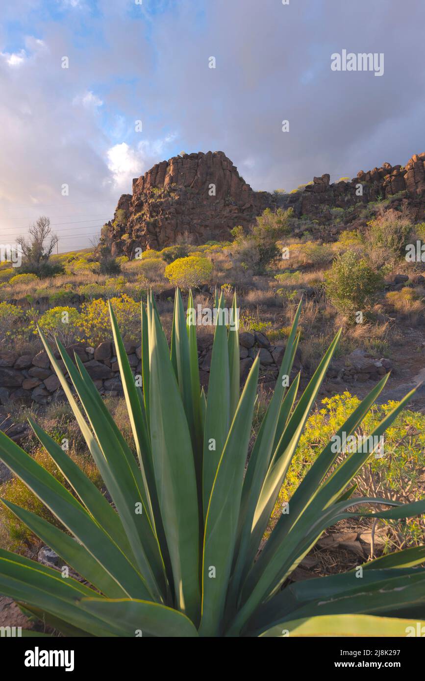 century plant (Agave spec.), in volcanic landscape in evening light, Canary Islands, La Gomera Stock Photo