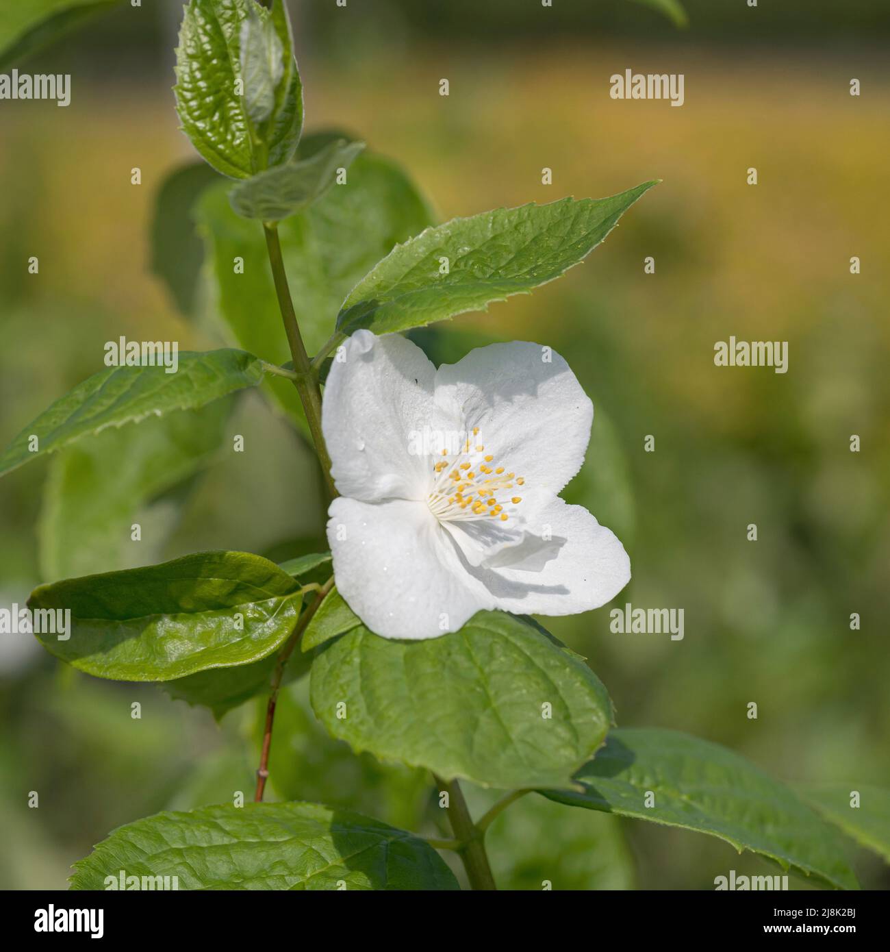 Gartenjasmin (Philadelphus 'Natchez', Philadelphus Natchez), flower of cultivar Natchez, Bundesrepublik Deutschland Stock Photo