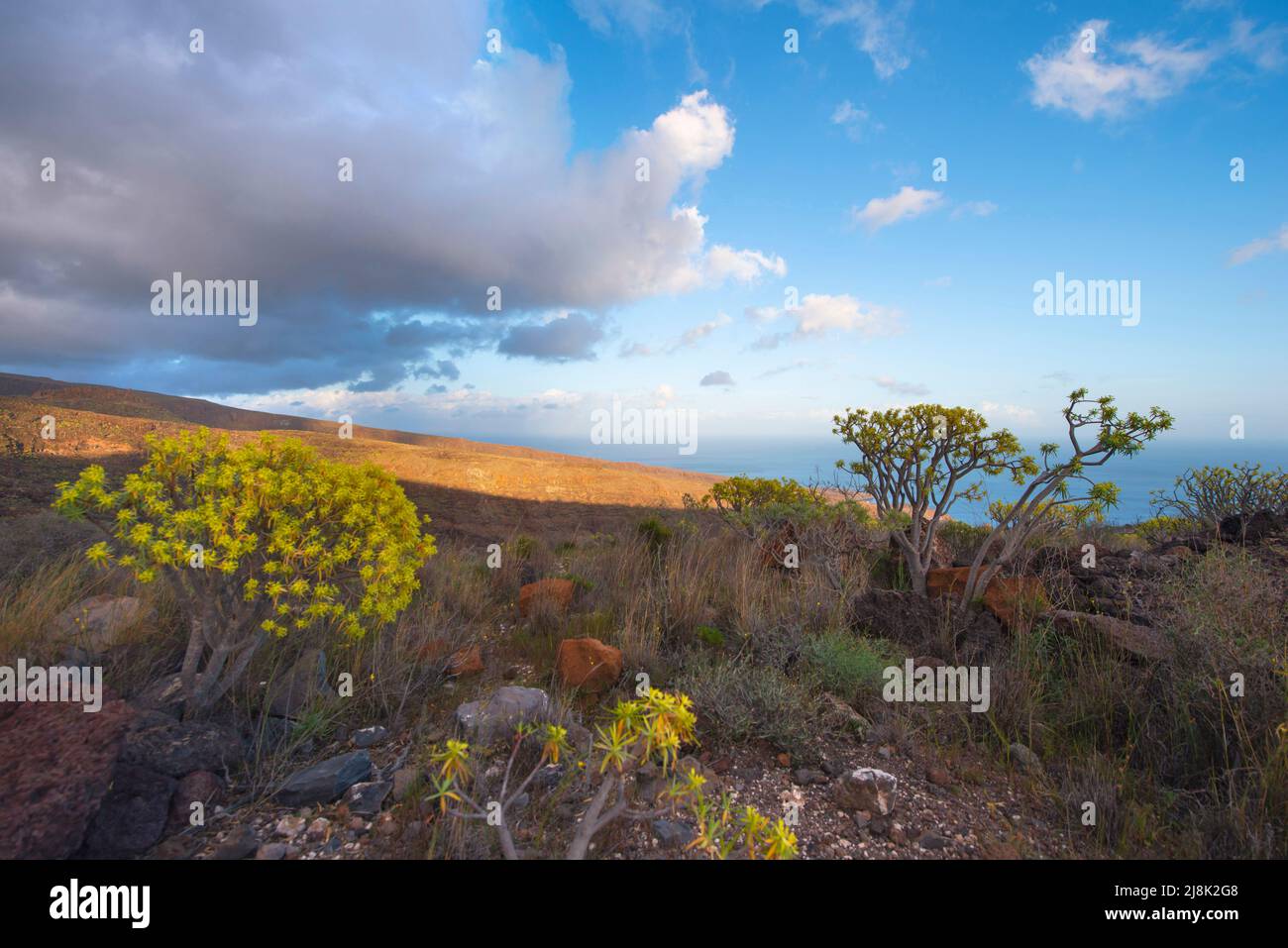 spurges (Euphorbia spec.), scrubby spruges on La Gomera, Canary Islands, La Gomera Stock Photo