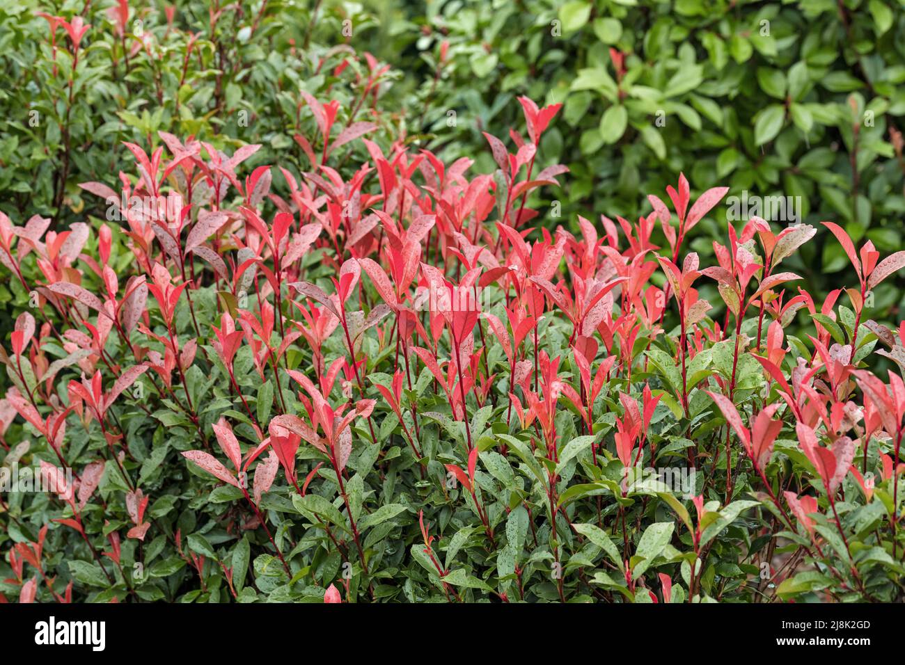 Fraser photinia (Photinia x fraseri 'Carre Rouge', Photinia x fraseri Carre Rouge, Photinia fraseri), leaf shoots of cultivar Carre Rouge Stock Photo