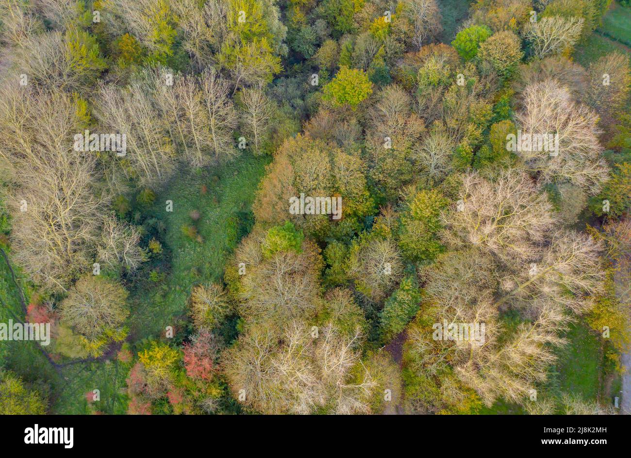 Nature reserve Holnis Kliff, forest, aerial view, Germany, Schleswig-Holstein Stock Photo