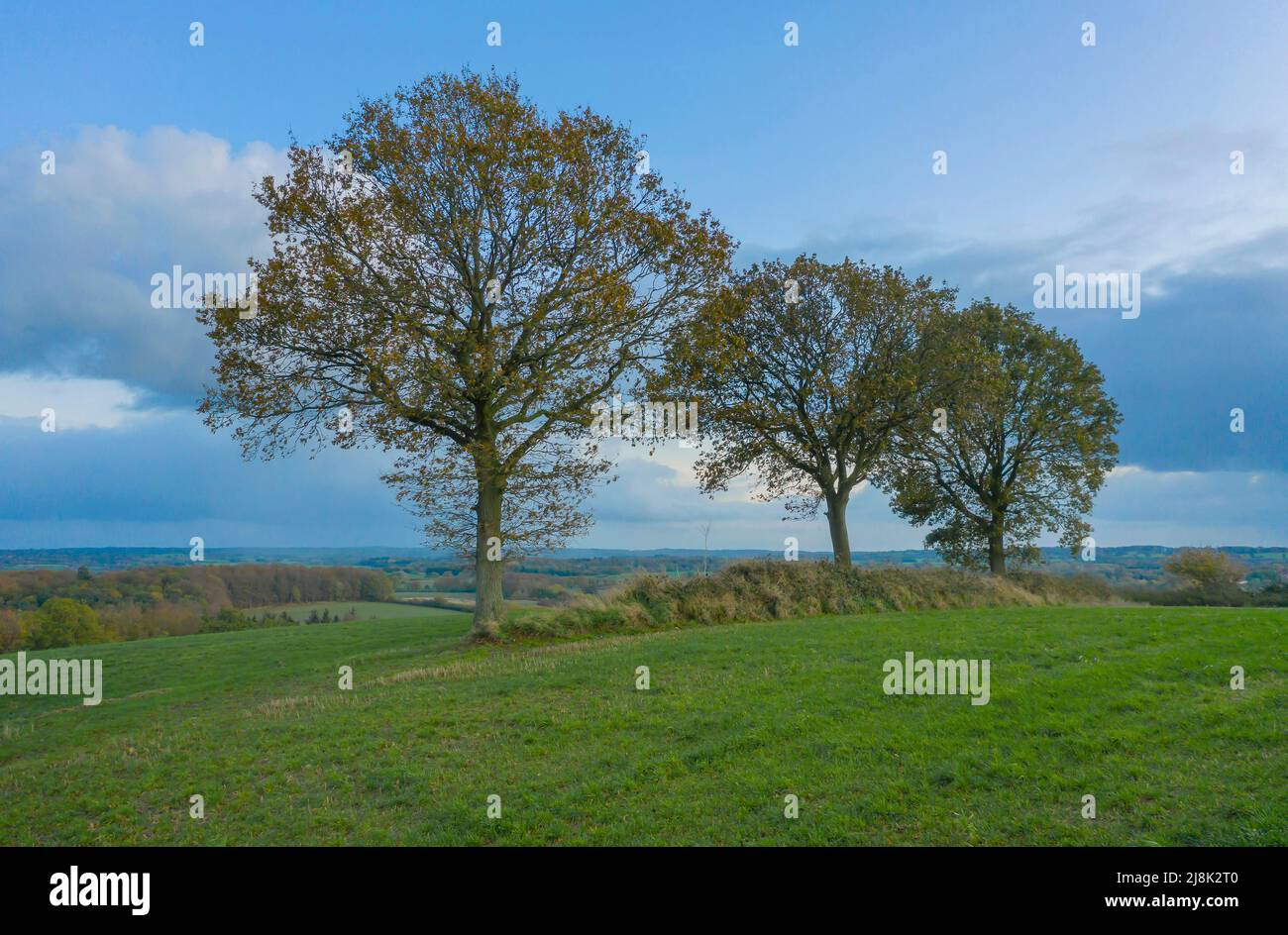 common oak, pedunculate oak, English oak (Quercus robur, Quercus pedunculata), Cultural landscape with Gurlitt oak, Germany, Schleswig-Holstein Stock Photo