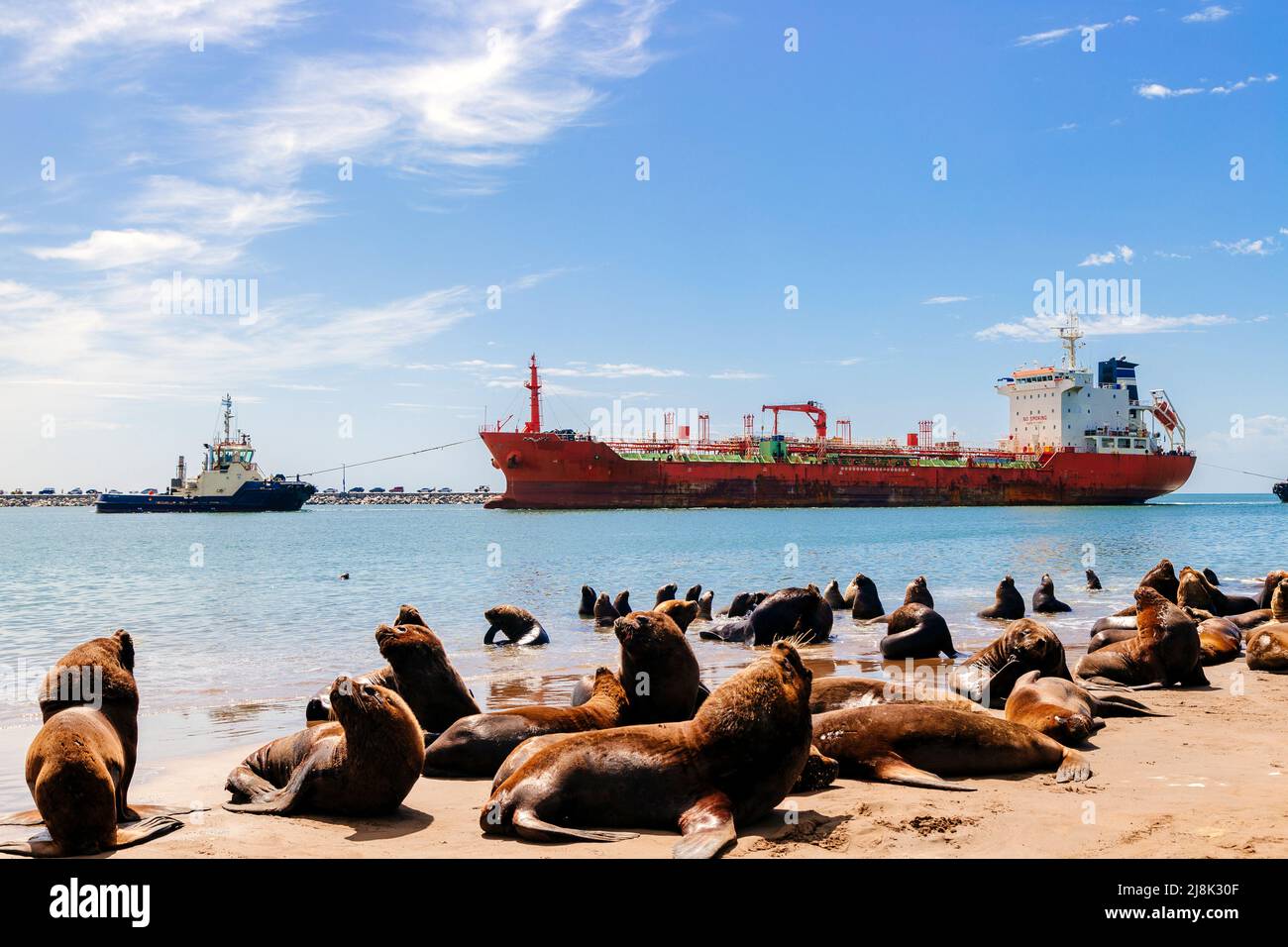 Bulk carrier entering the Port of Necochea in Argentina. View of the port with many sea lions on the beach. Stock Photo
