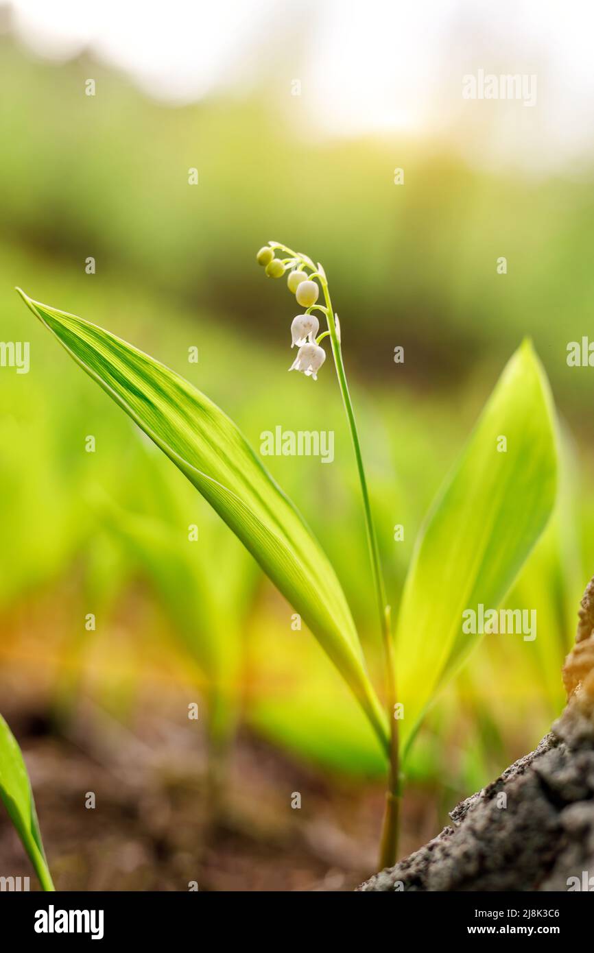 Blossom lily of the valley background. Close up nature texture Stock ...