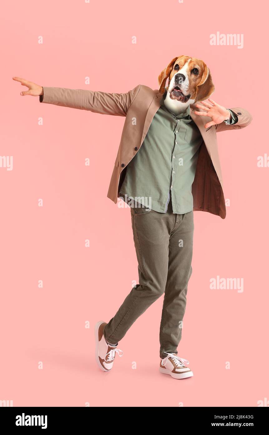 Funny dancing Beagle dog with human body on pink background Stock