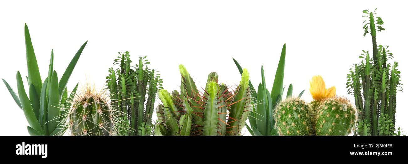Many cacti and succulents isolated on white Stock Photo - Alamy