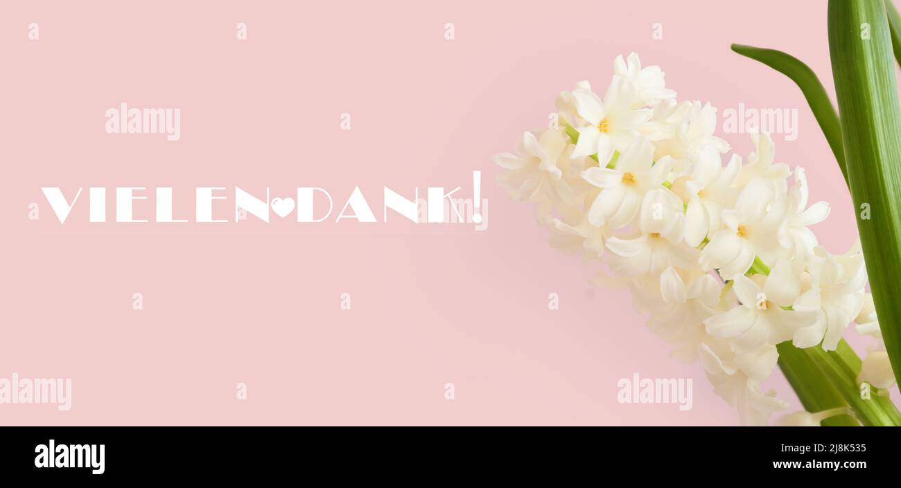 Gorgeous hyacinth flowers and text VIELEN DANK (German for Thanks a lot) on pink background, closeup Stock Photo