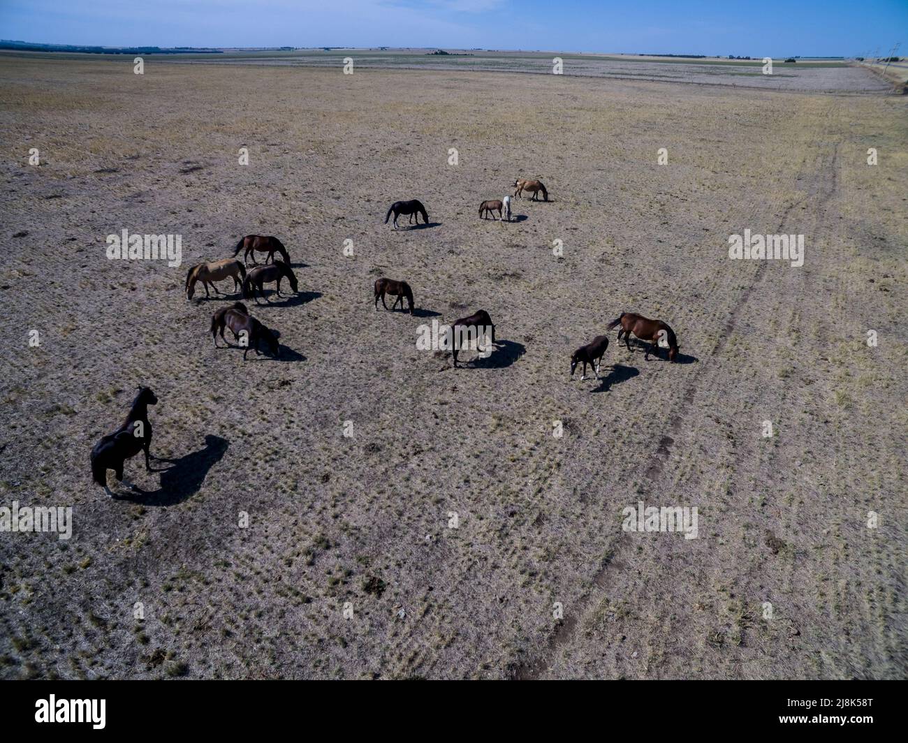 Horses in the Pampas Countryside environment, La Pampa province