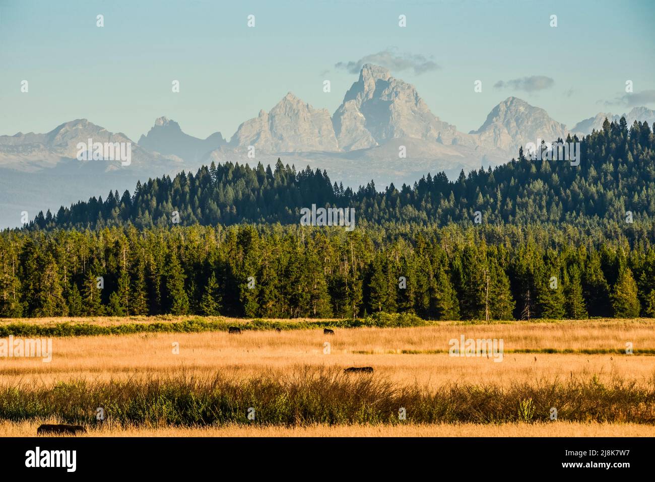 Livestock graze in a pasture along Warm River with Teton Range in the background in Island Park, Fremont County, Idaho, USA Stock Photo