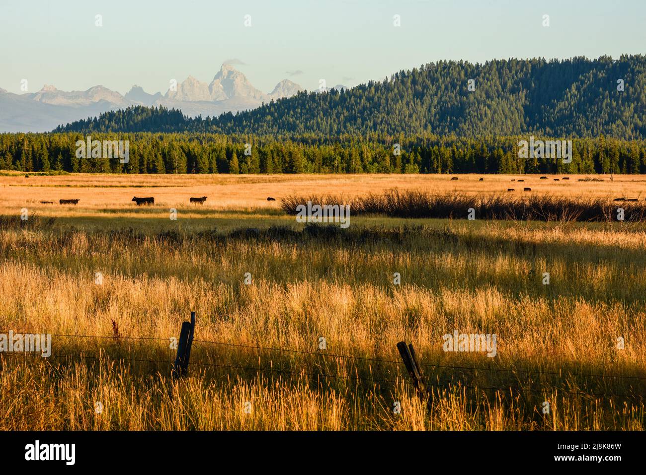 Livestock graze in a pasture along Warm River with Teton Range in the background in Island Park, Fremont County, Idaho, USA Stock Photo