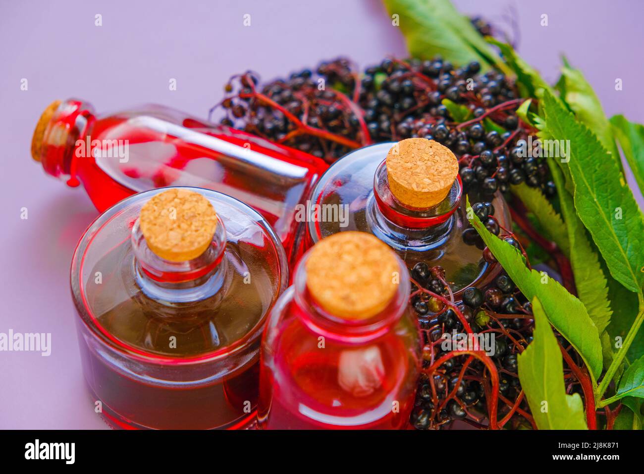 Elderberry syrup.Ripe black elderberry. Elderberry harvest. Sambucus