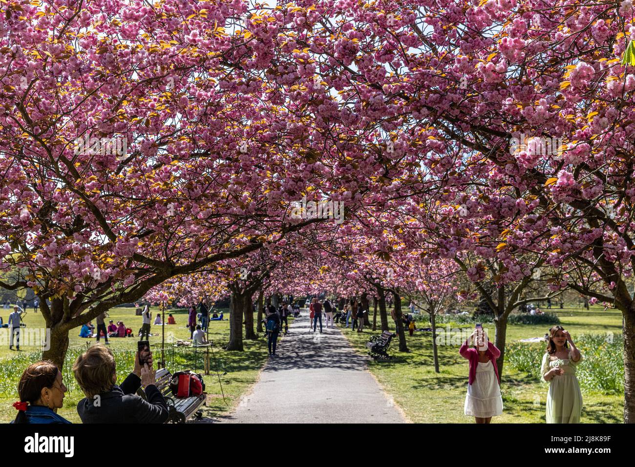 Greenwich Park Cherry Blossom Avenue Featuring Cherry Blossom