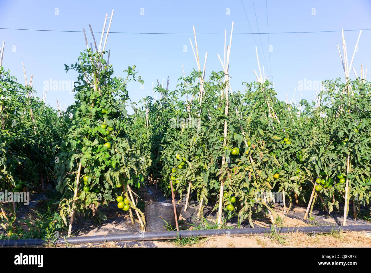 Image of growing tomato bushes with a harvest on a plantation Stock