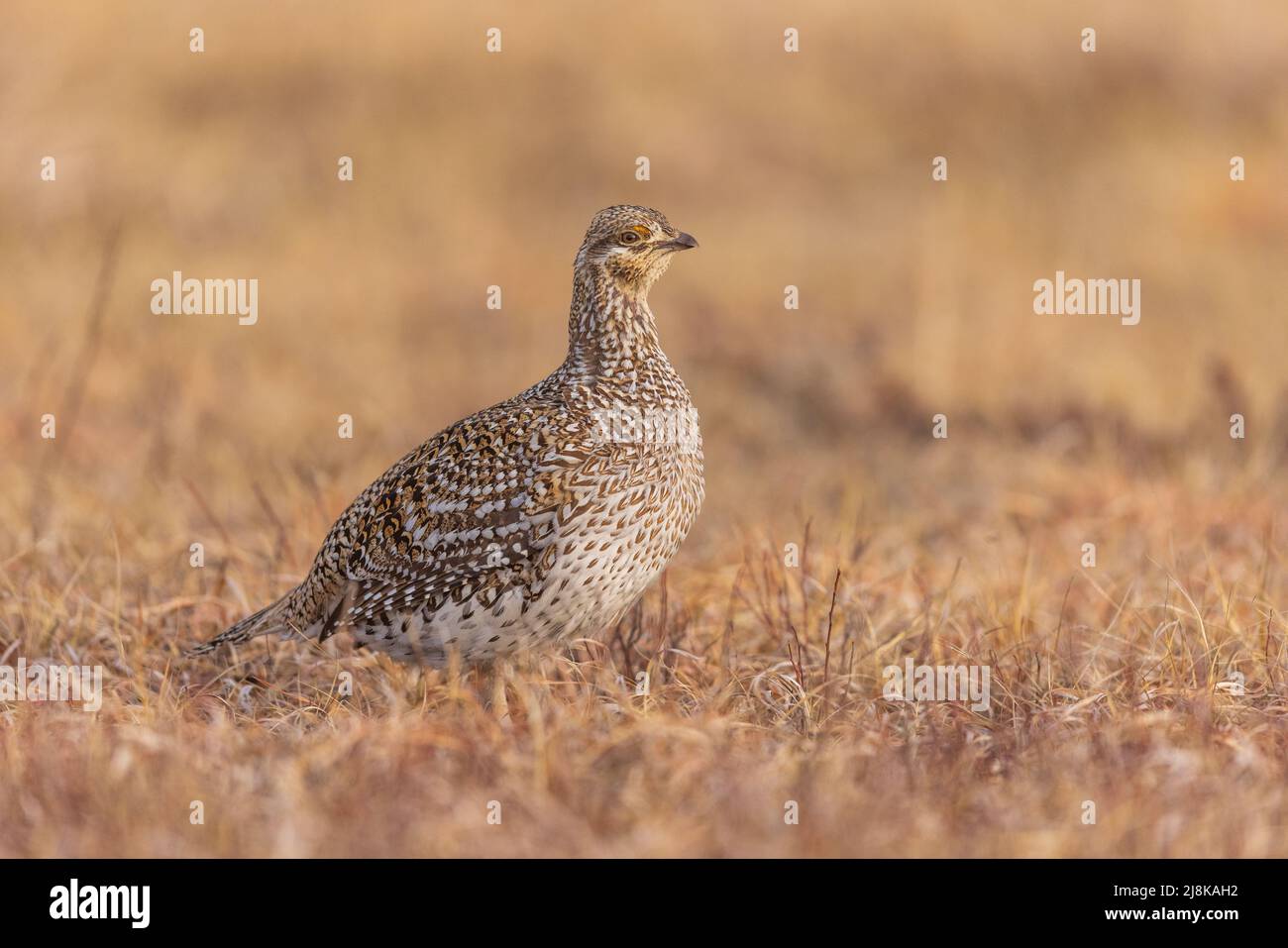 Sharptailed grouse in northern Wisconsin Stock Photo Alamy