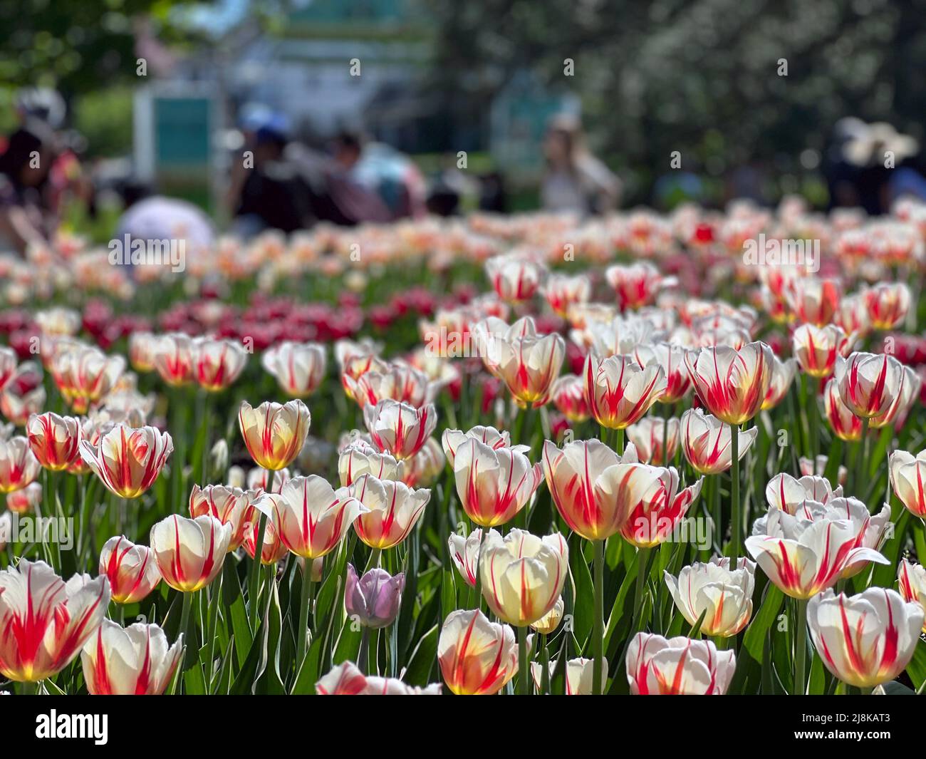 Visitors attend the Ottawa Tulip Festival, an annual event in Ontario, Canada. Stock Photo