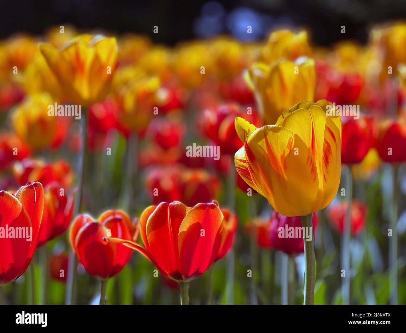 Close up of bulbs at the Ottawa Tulip Festival, an annual spring event in the capital of Canada. Stock Photo