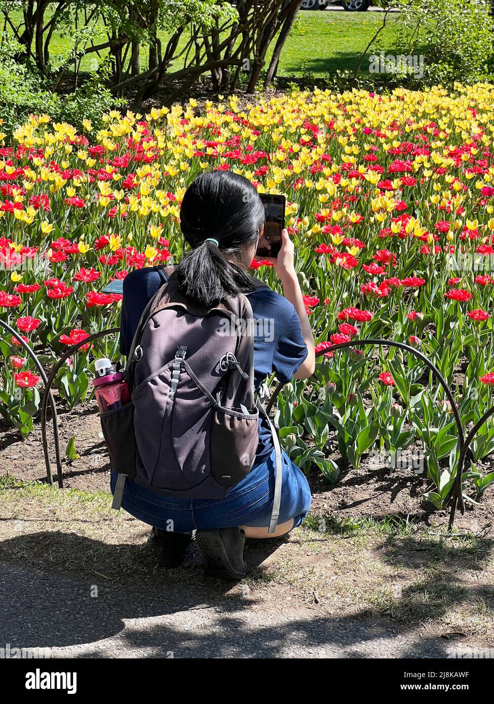 A photographer captures an image at the Ottawa Tulip Festival in Ontario, Canada. Stock Photo