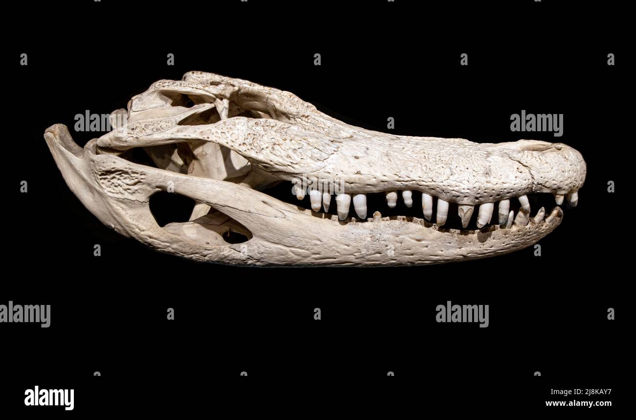 The skull of the Alligator on a black background Stock Photo