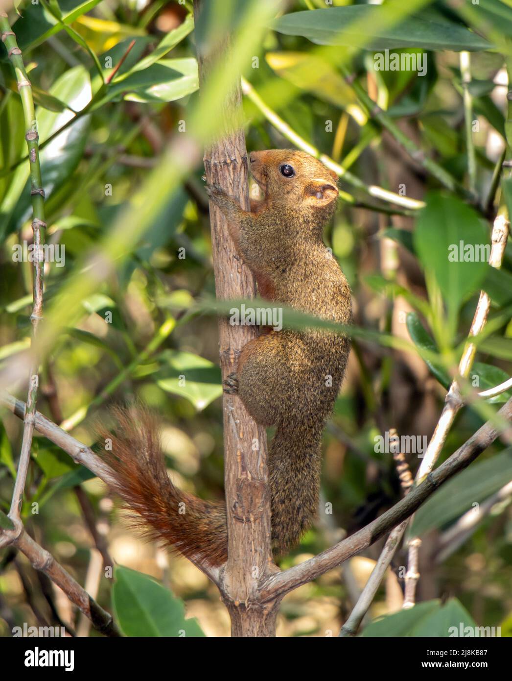 The red-bellied tree squirrel climbs on the tree. Pallas's squirrel (Callosciurus erythraeus) in a tropical nature, Thailand. Stock Photo