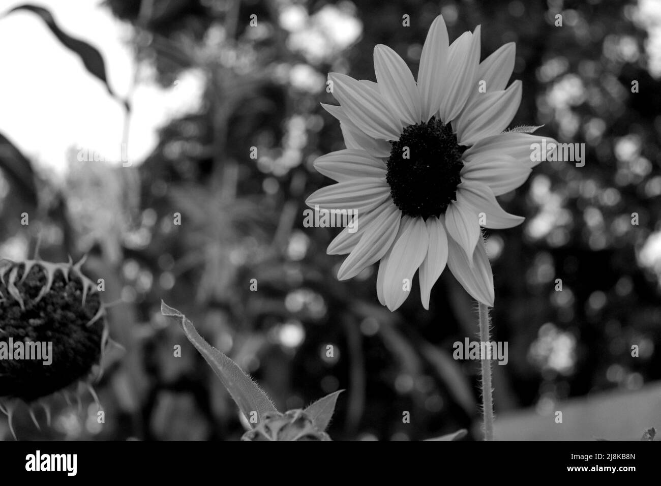 Sunflower, Salt Lake City, Utah Stock Photo
