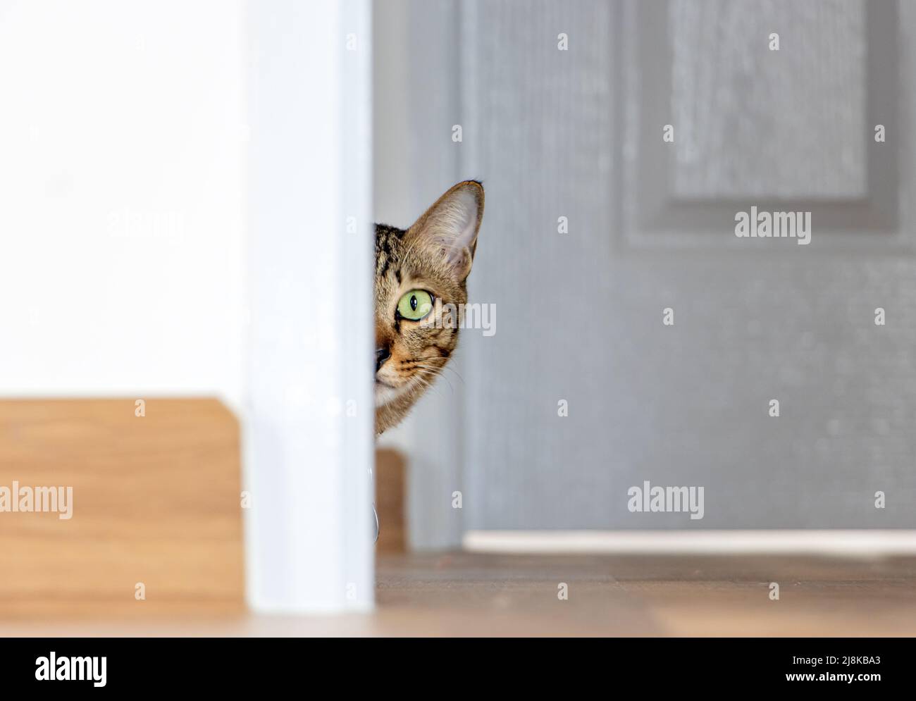 Cat behind door hires stock photography and images Alamy