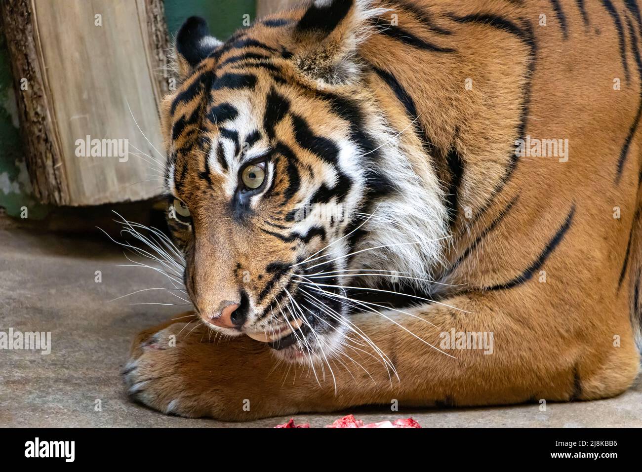 Tiger food zoo hi-res stock photography and images - Page 2 - Alamy