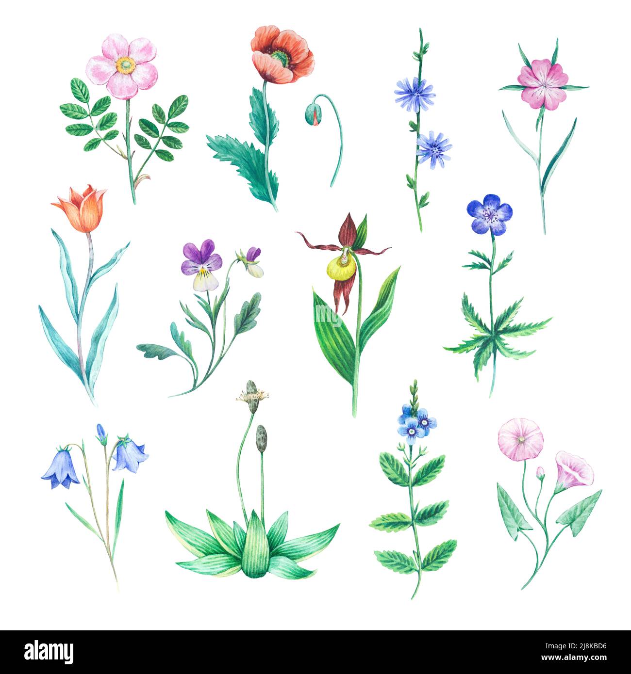 Detailed realistic watercolor botanical illustration. Different meadow cute flowers isolated on white background. Clip art of wild flowers. Stock Photo