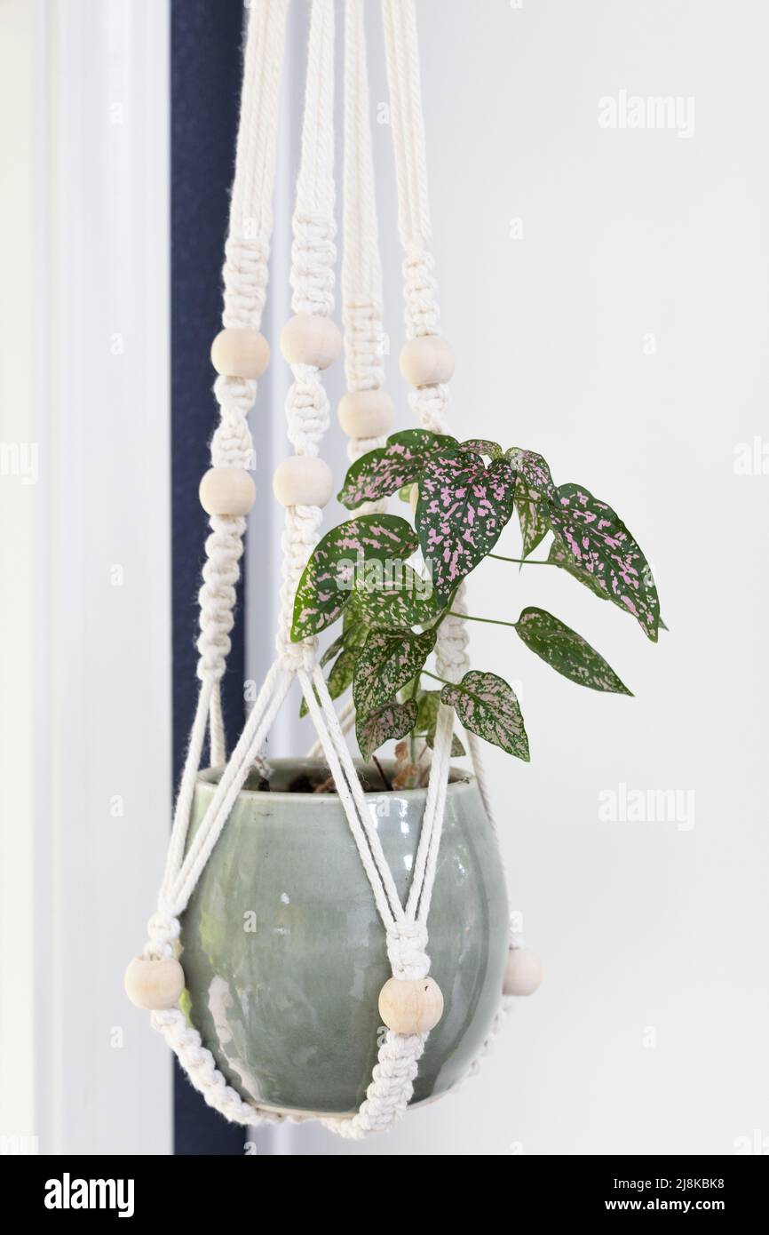 Hypoestes phyllostachya - the polka dot plant, in a hanging container. Stock Photo