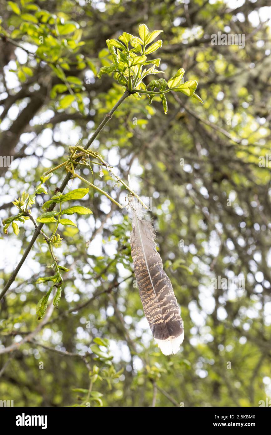 Tree branch on bird hi-res stock photography and images - Alamy