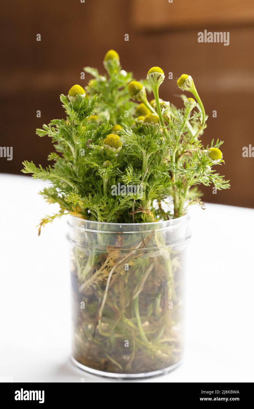 Matricaria chamomilla container hires stock photography and images Alamy