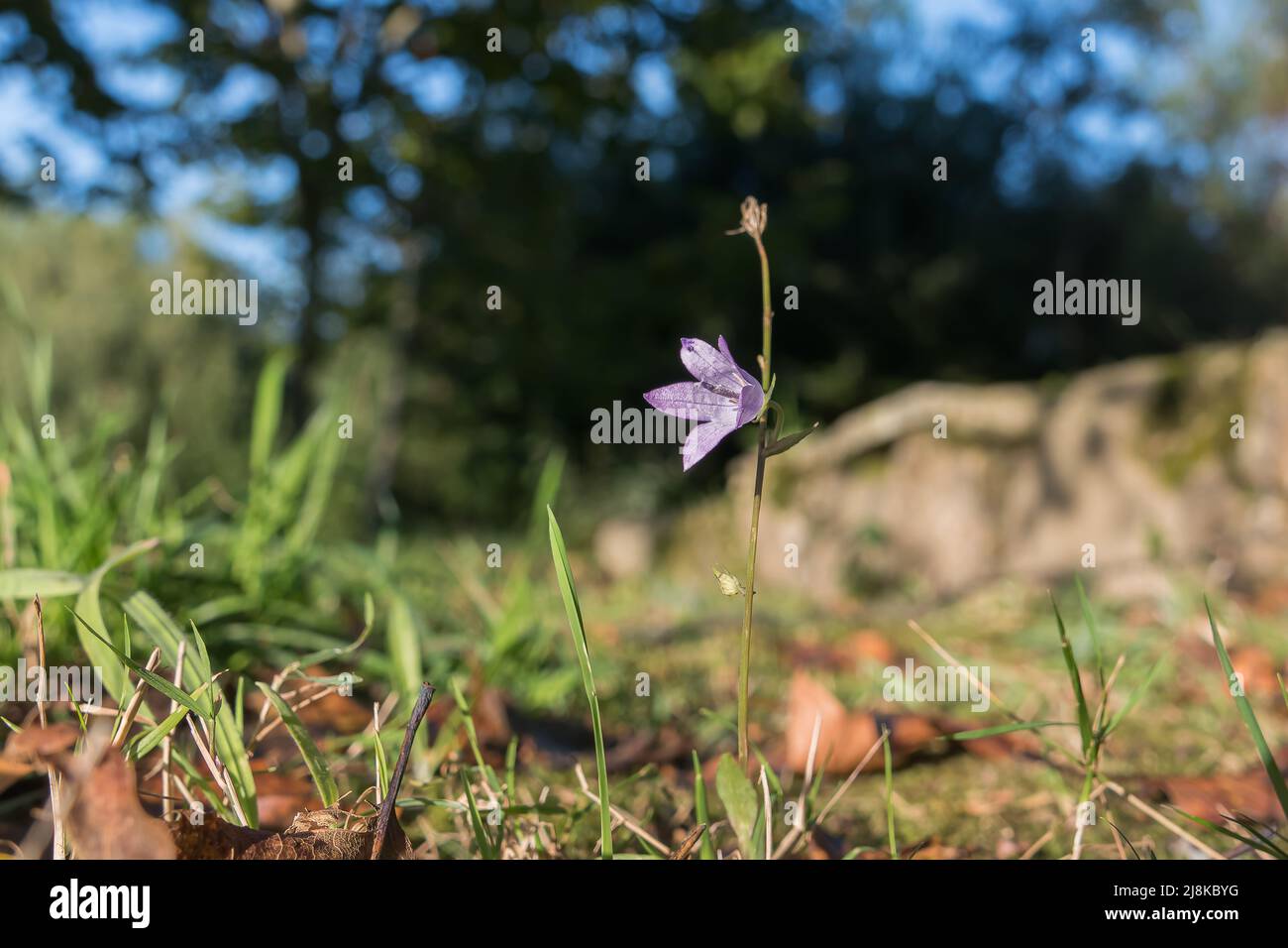 campanula rapunculus flower close up view in spring outdoors Stock Photo