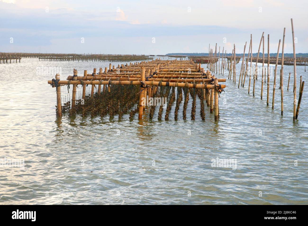 shellfish farming, oysters farm in the sea Stock Photo Alamy