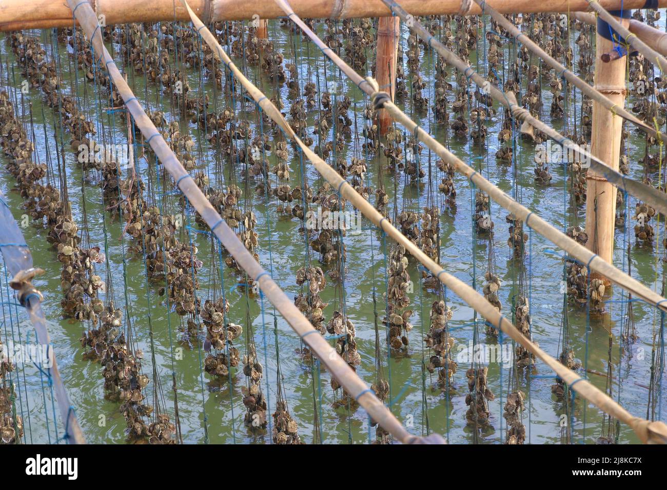 shellfish farming, oysters farm in the sea Stock Photo